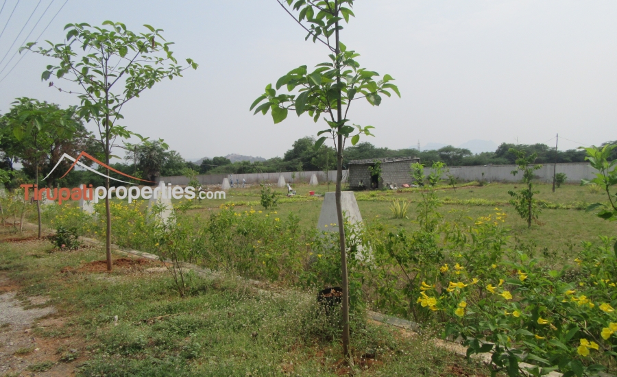 TUDA Approved #GatedCommunity East, West and North Facing Venture #PlotsforSale in Tiruchanur, #Tirupati